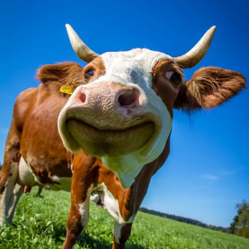 Cute Smiling Cow