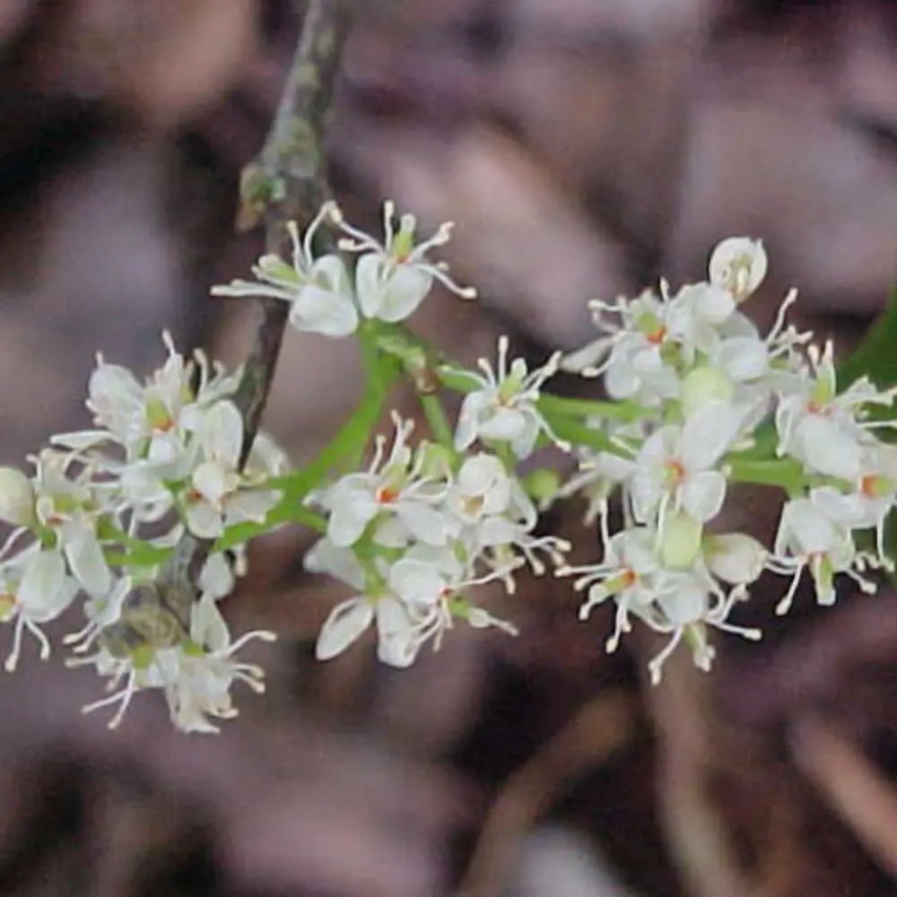 Amyris Flowers