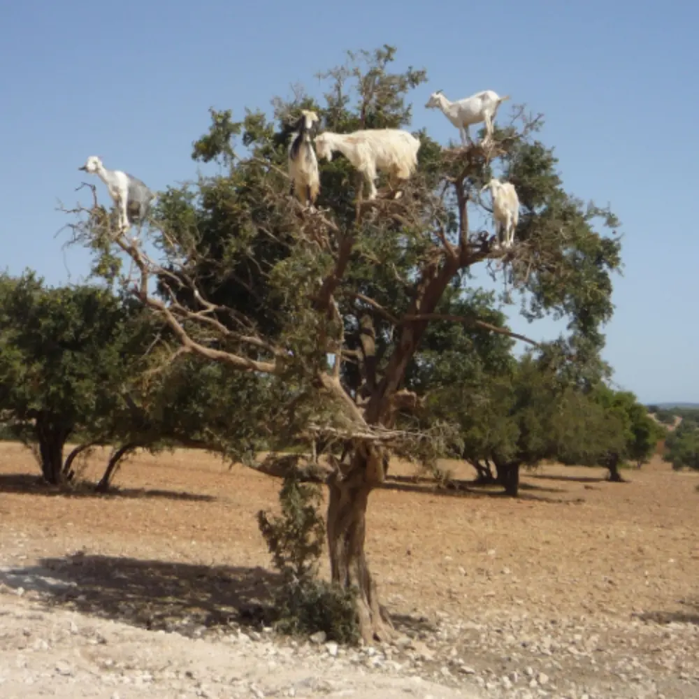 Argan Tree