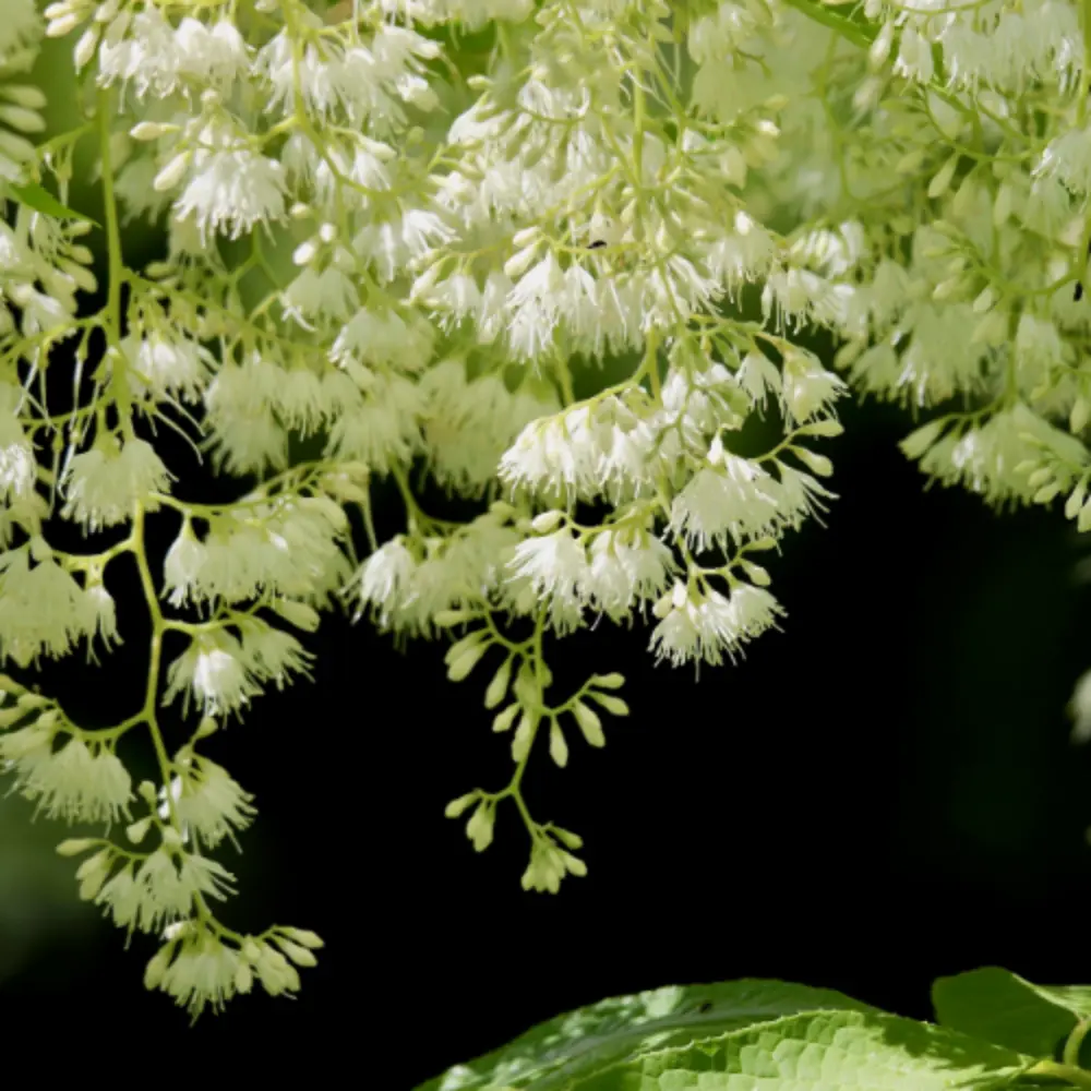 Benzoin Flowers