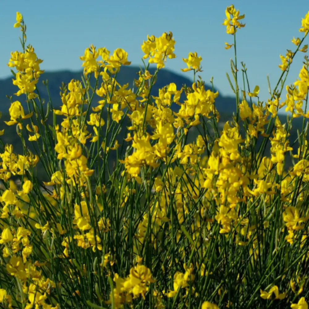 Canola Field