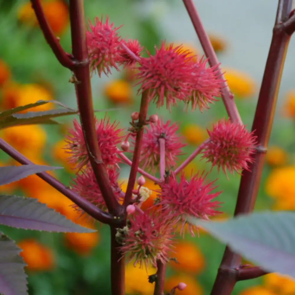 Castor Branches, Flowers
