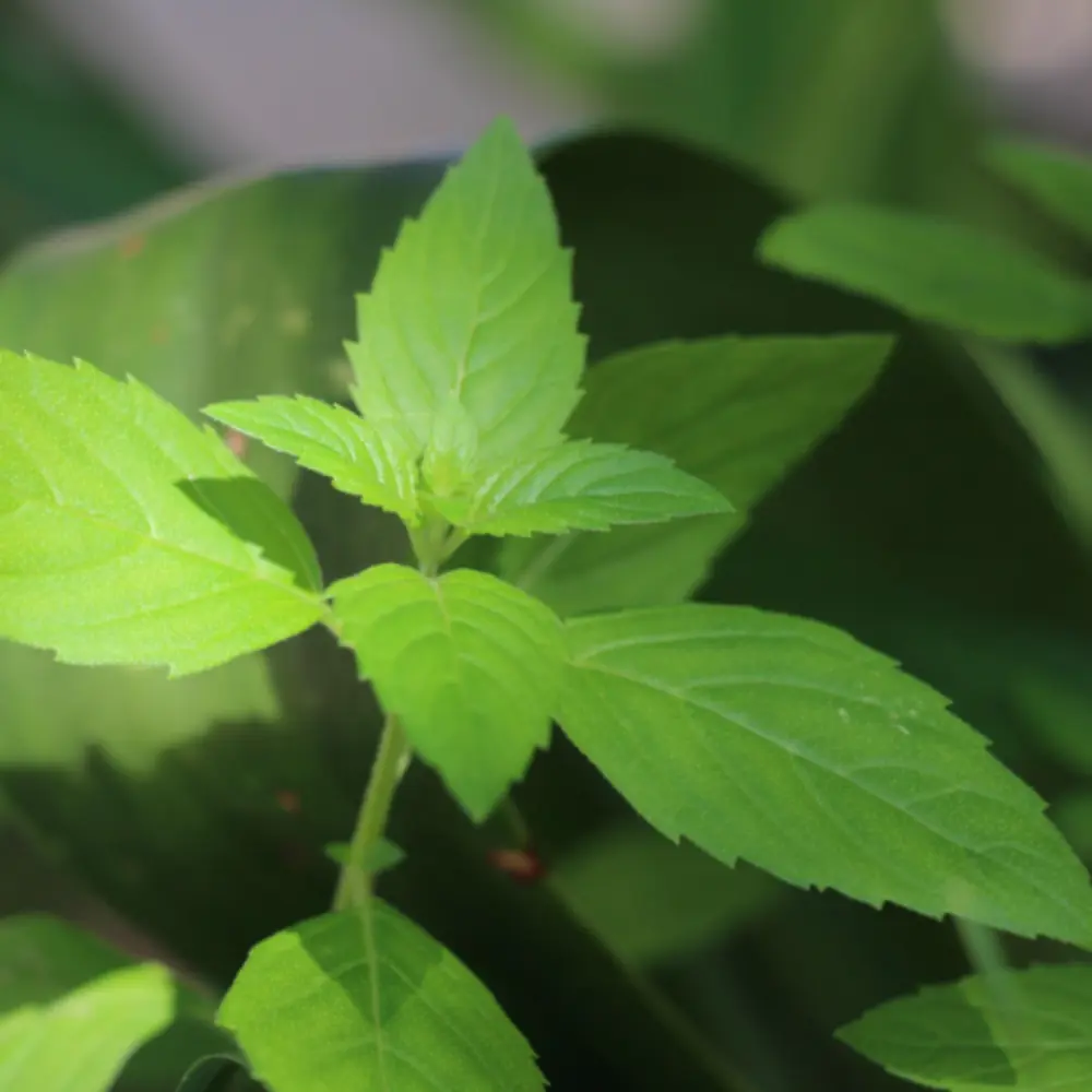 Cornmint Plant