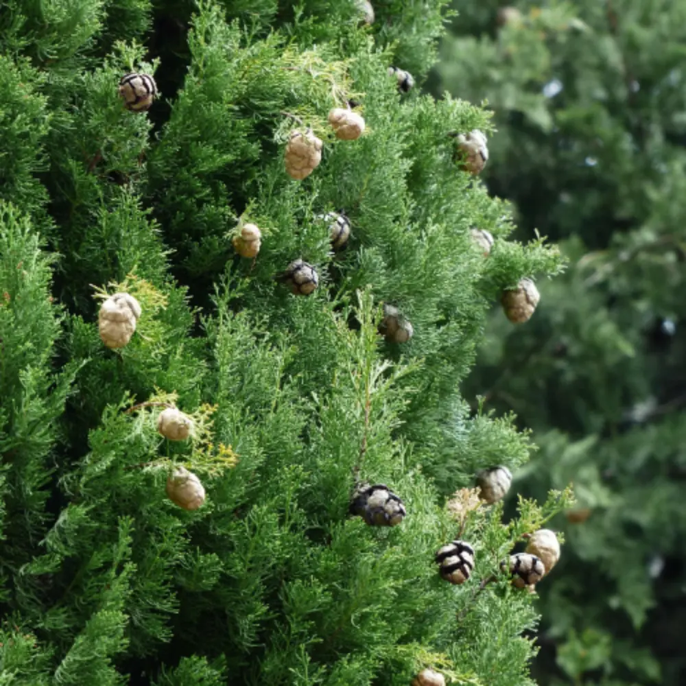 Cypress Tree