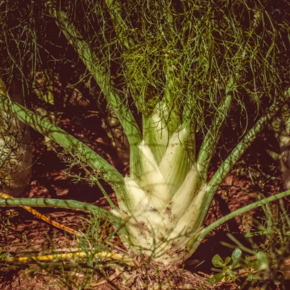 Fennel Plant