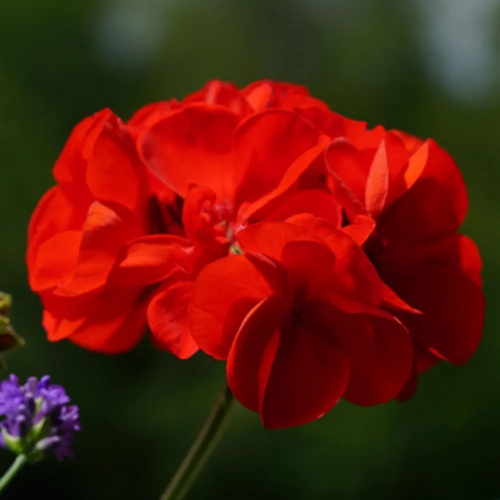 Geranium Flower