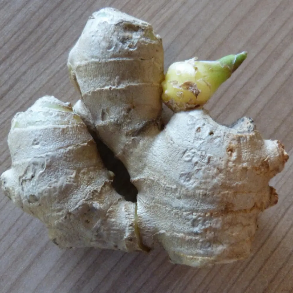 Ginger