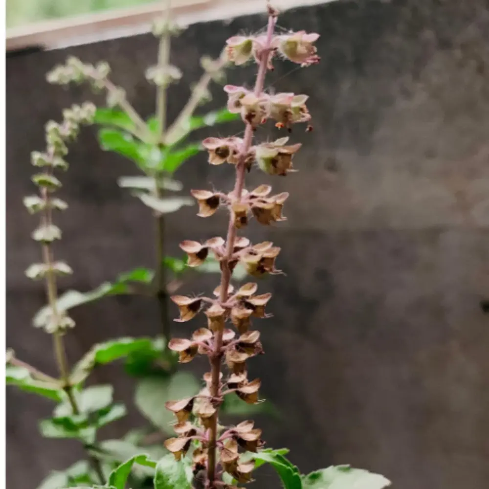 Basil Plant