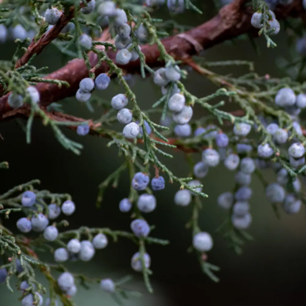 Juniper Berries on Branch