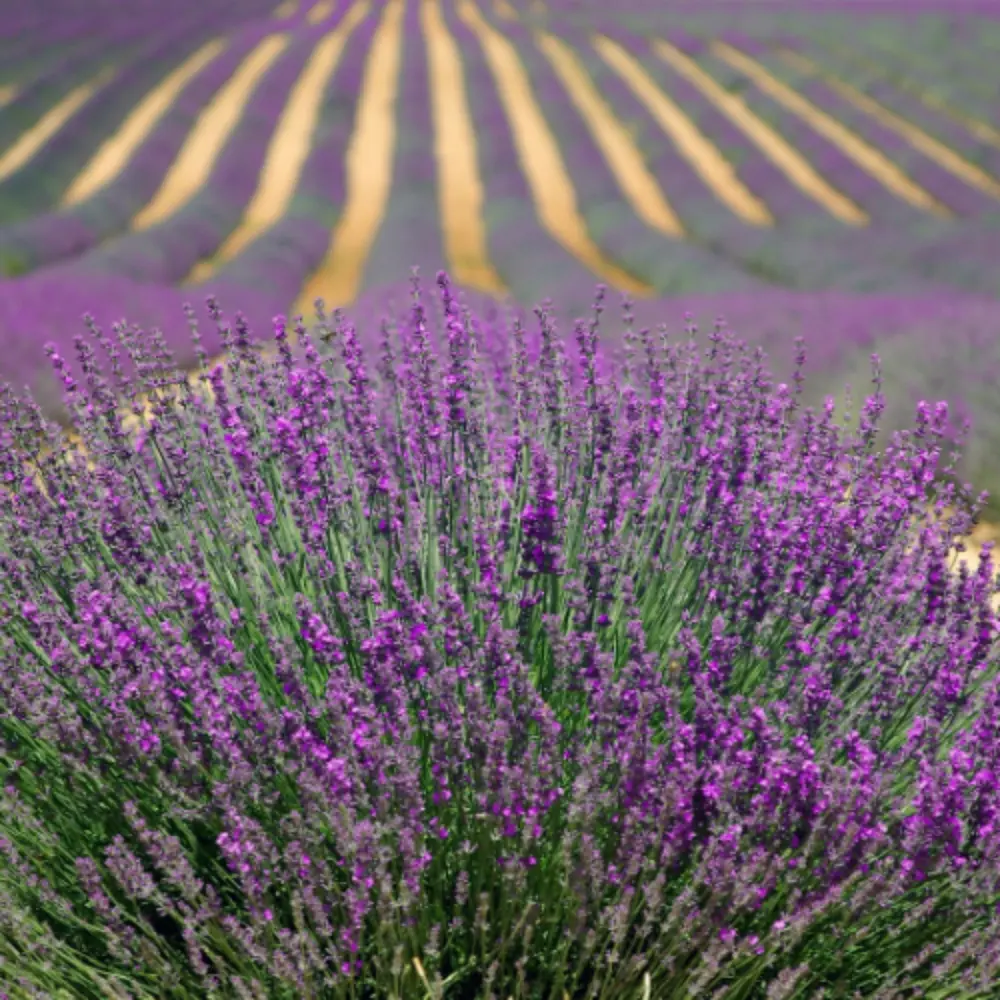 Lavender Field