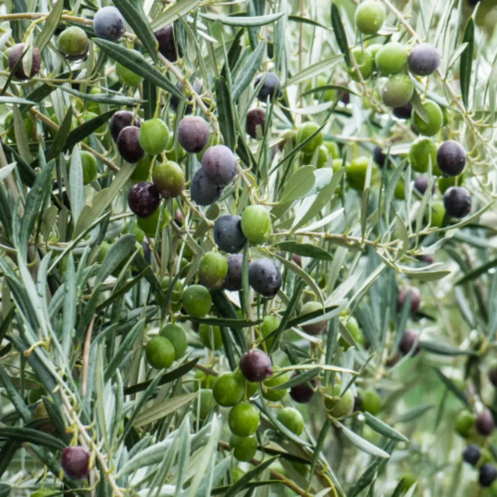 Olive Branches & Fruit