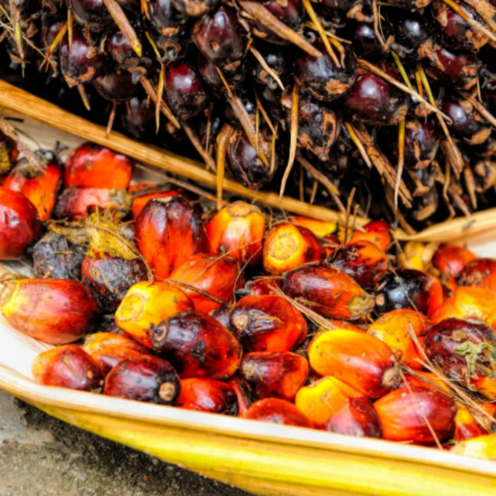 Palm Fruit - sustainably Sourced