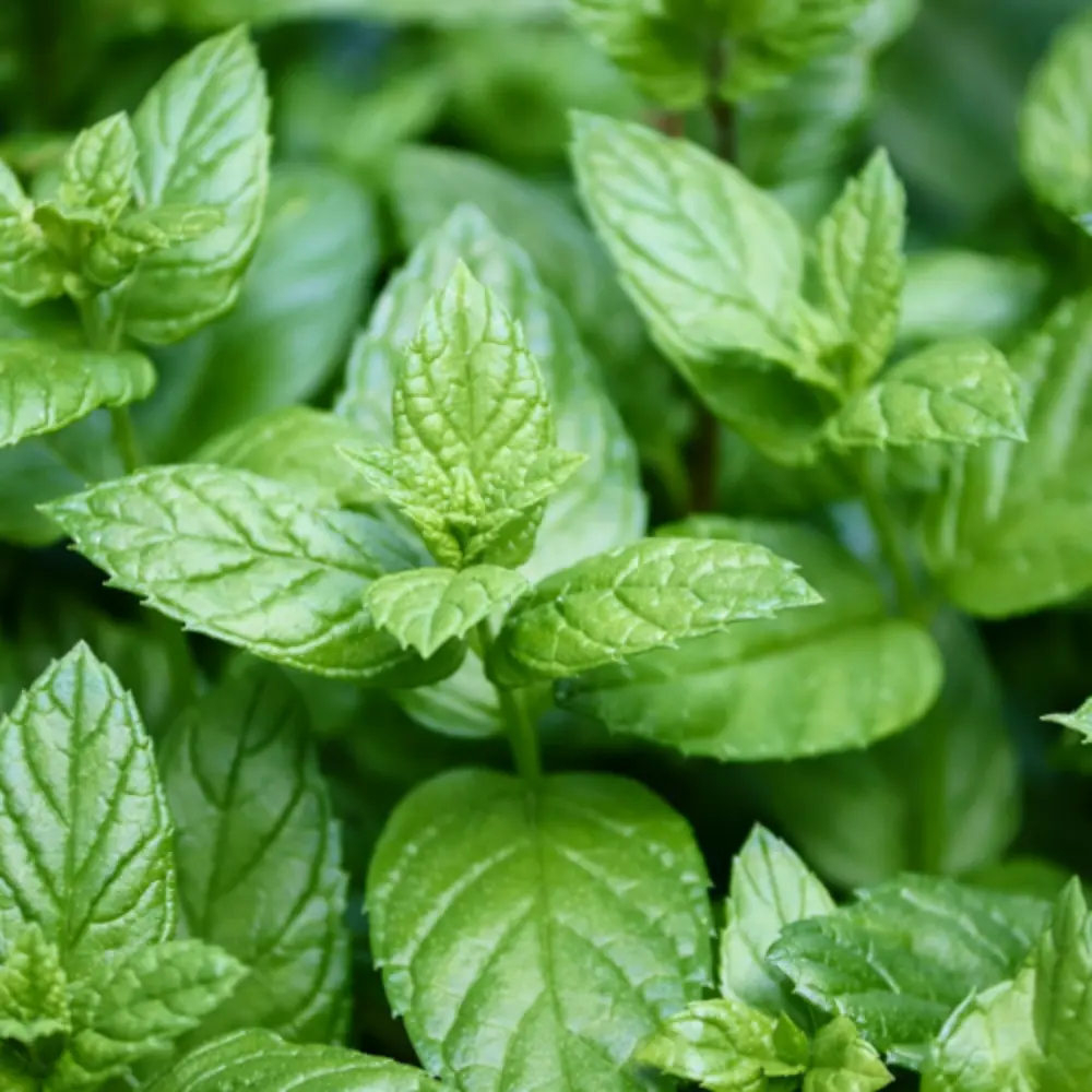 Peppermint Leaves