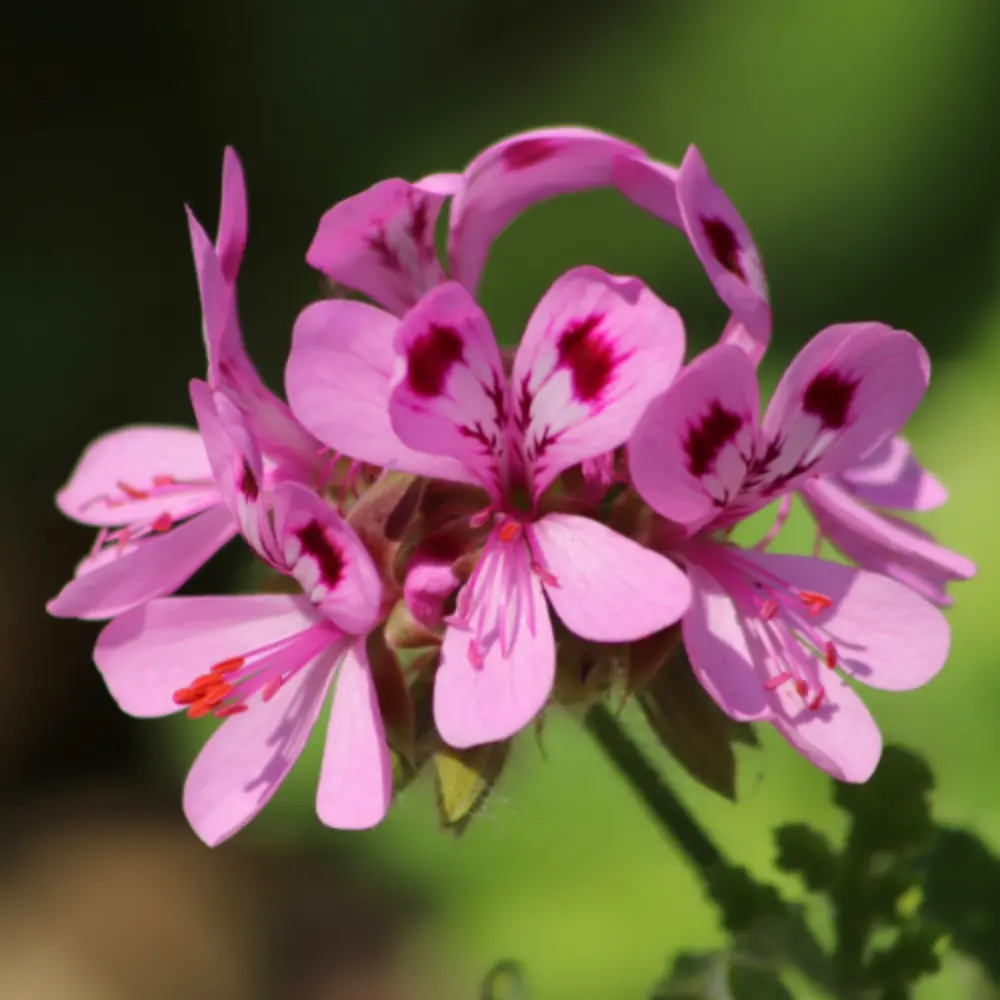 Rose Geranium Flowers