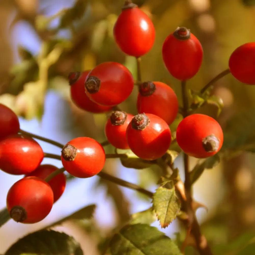 Rosehip Fruit on Branch