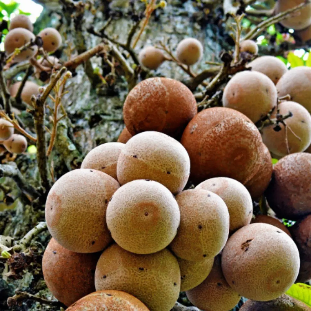 Sal Fruit