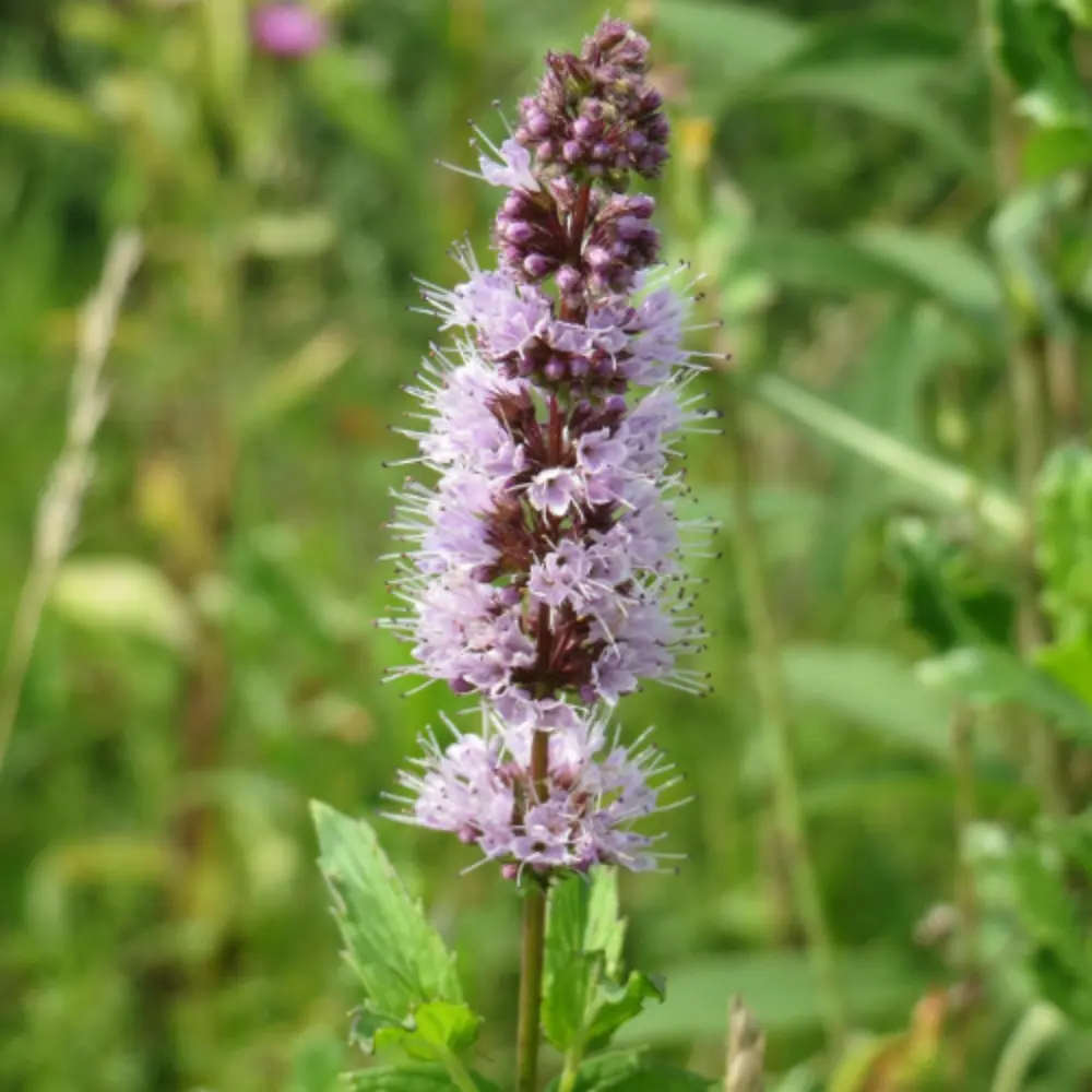 Spearmint Flowers