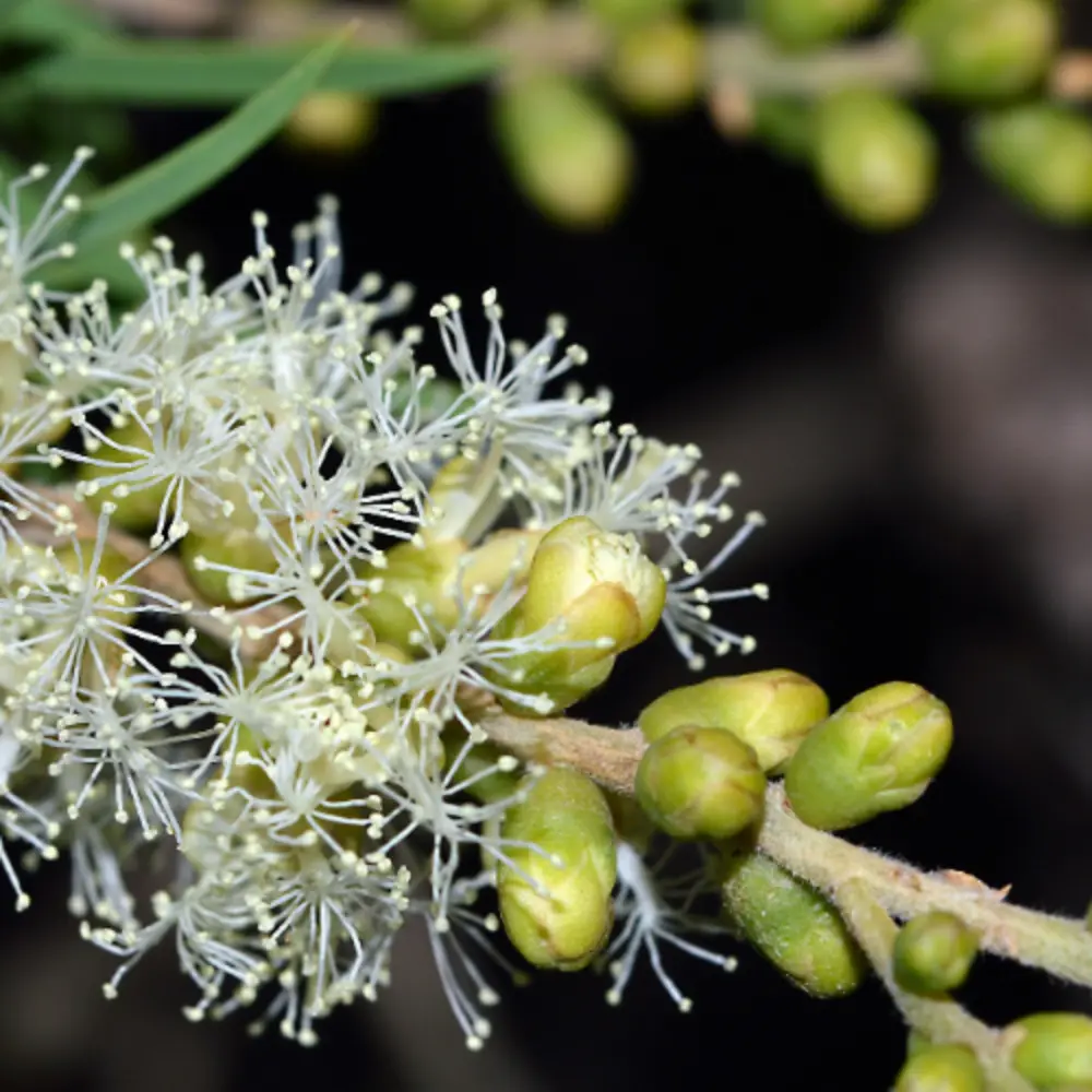 Tea Tree Branch, Flowers