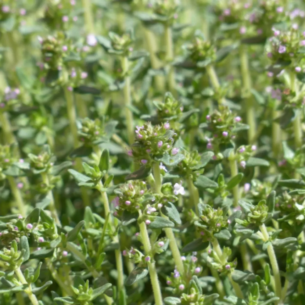 White Thyme Plants