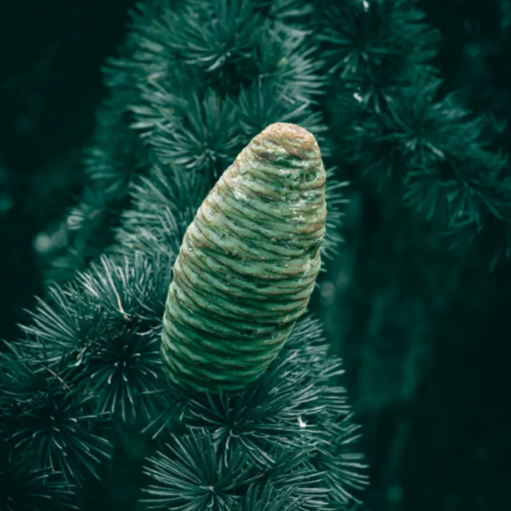 Cedarwood Branch with Cone