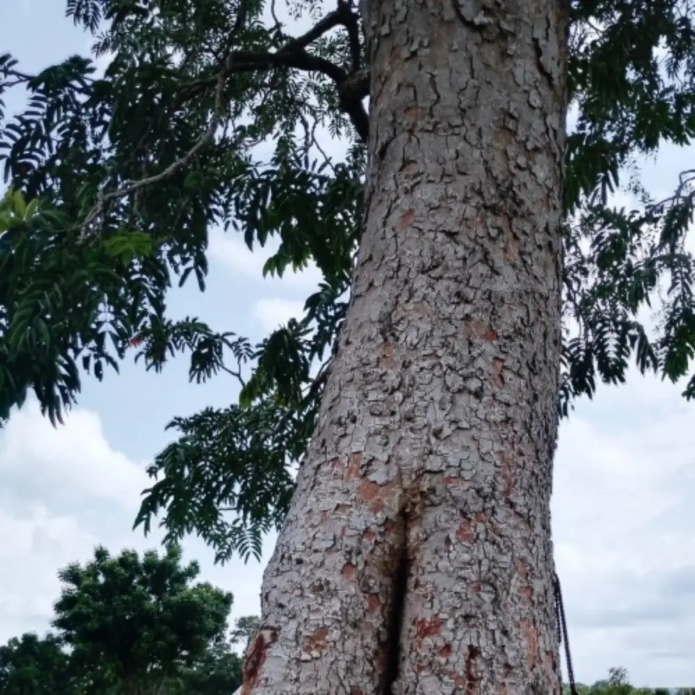 Copaiba Balsam Tree