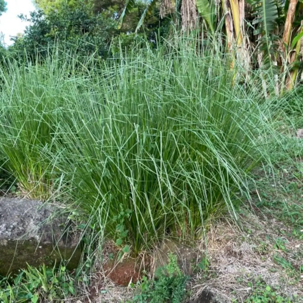 Vetiver Plant