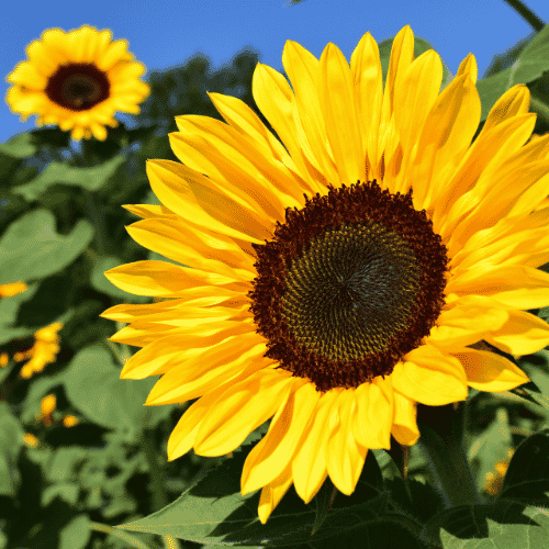 Sunflowers shown in a field. Sunflowers make great oil for soap making.